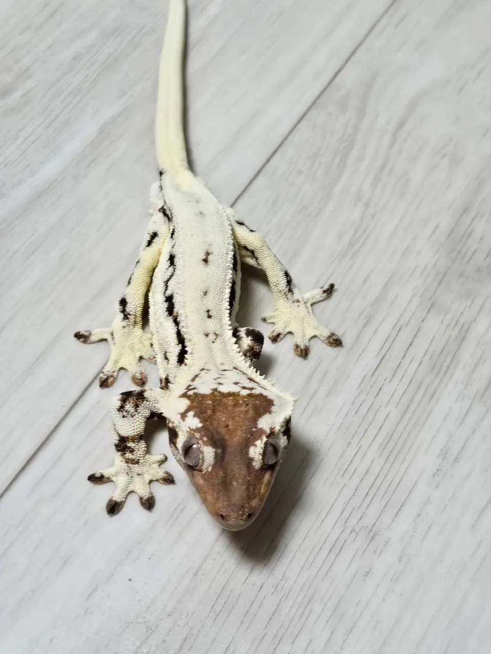 상품 이미지 2