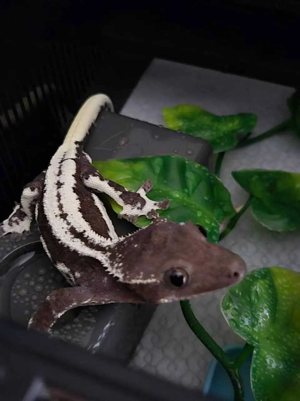 부 개체