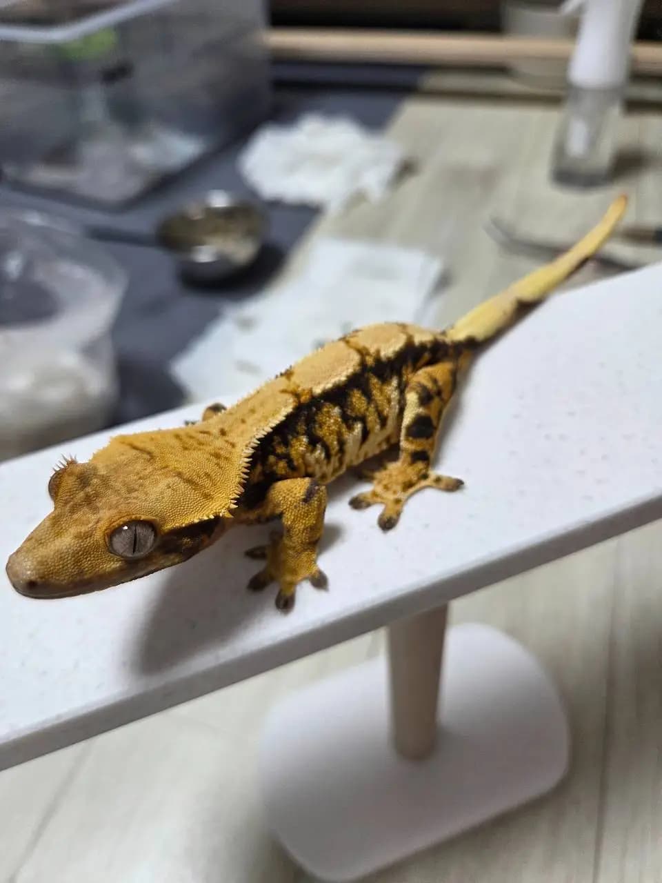 모 개체