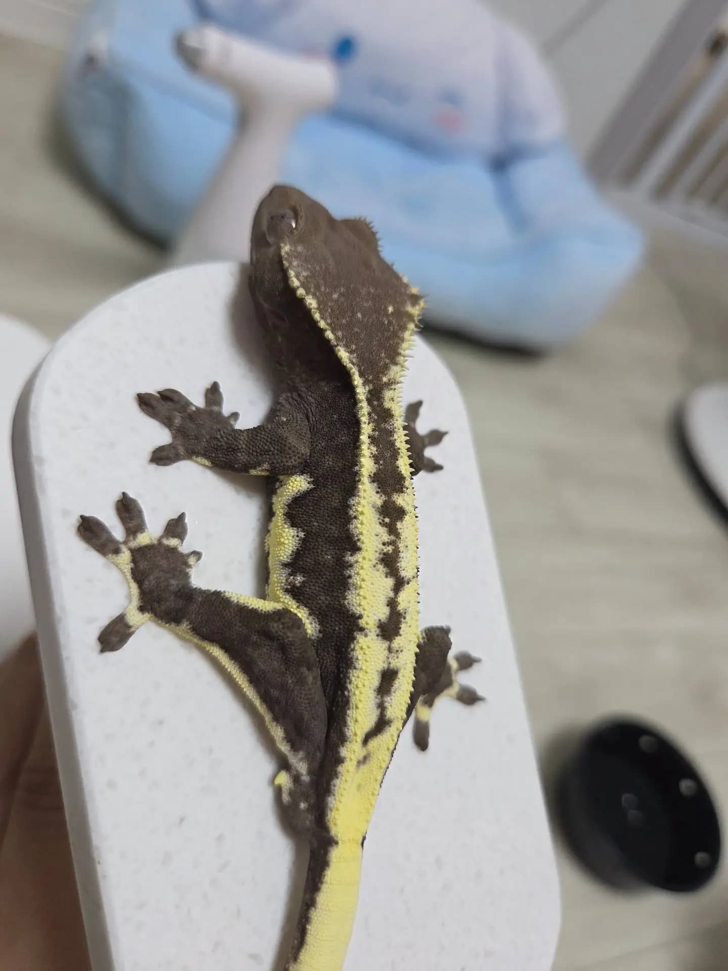 상품 이미지 2