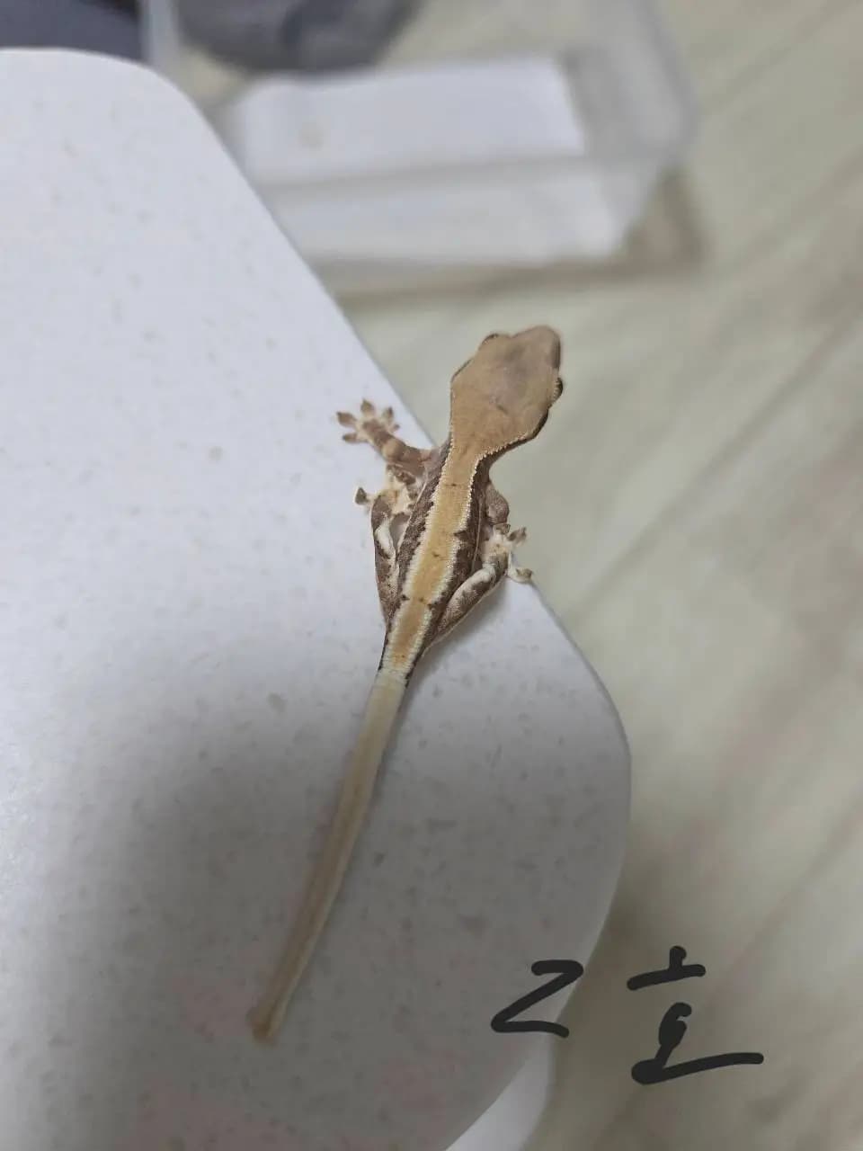 상품 이미지 2