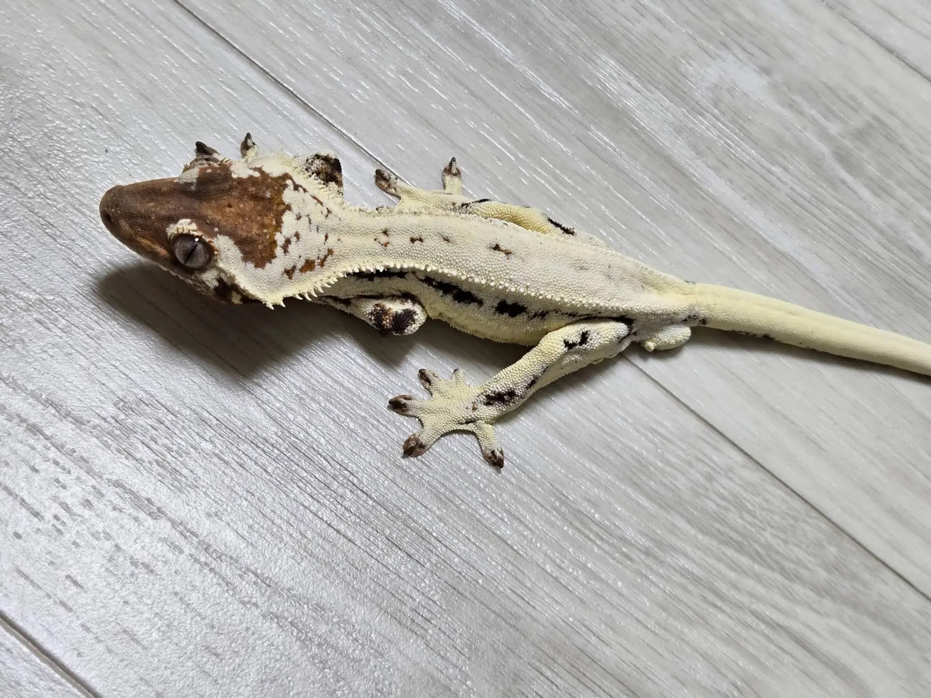 상품 이미지 1