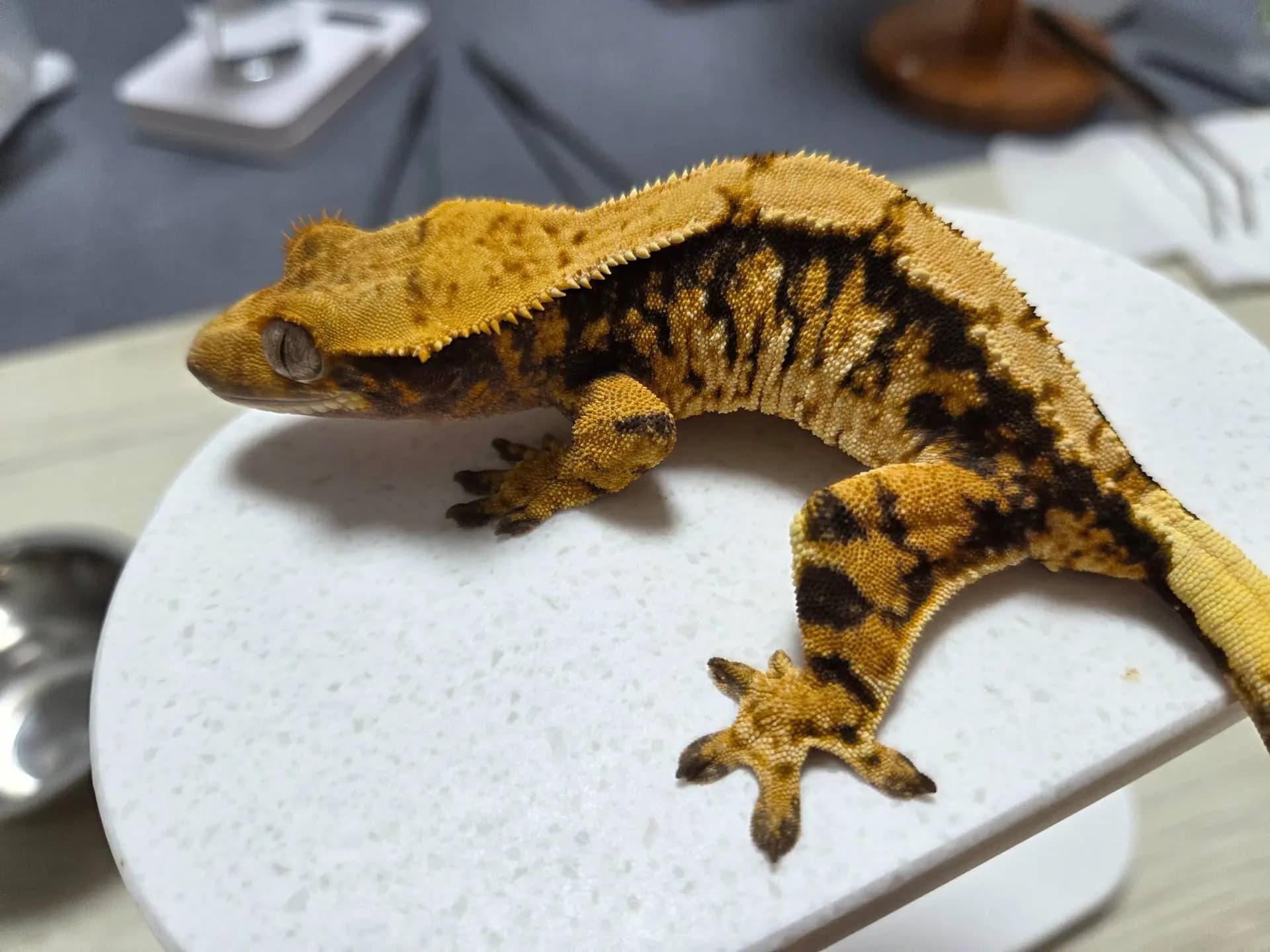 모 개체