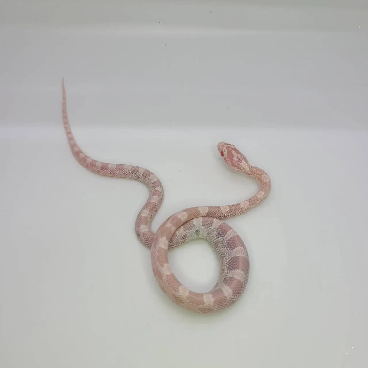 상품 이미지 2