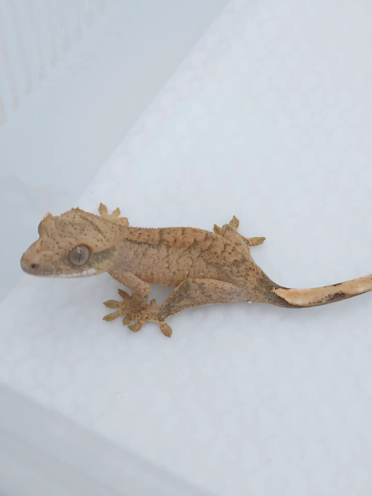 상품 이미지 3