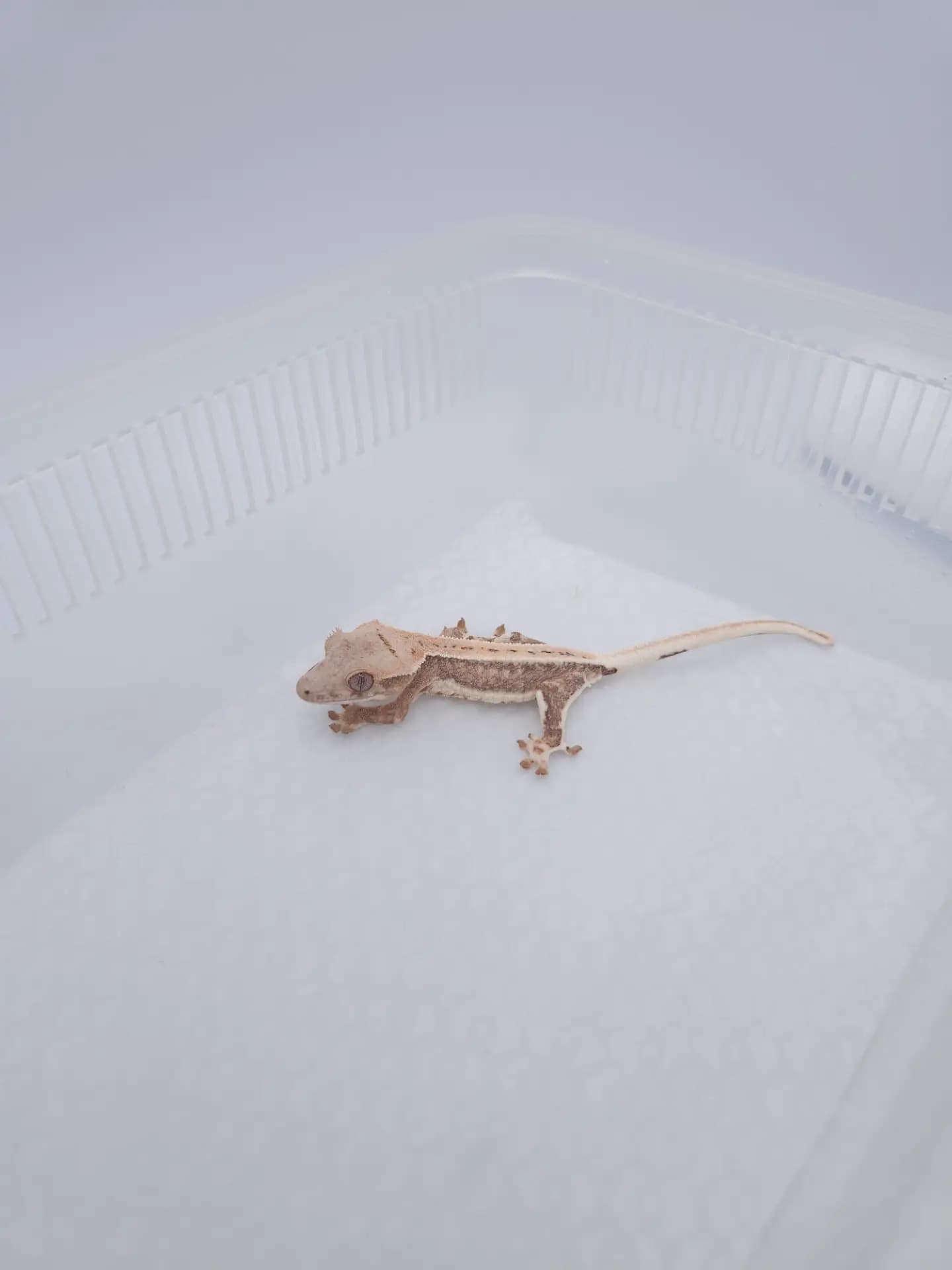상품 이미지 2