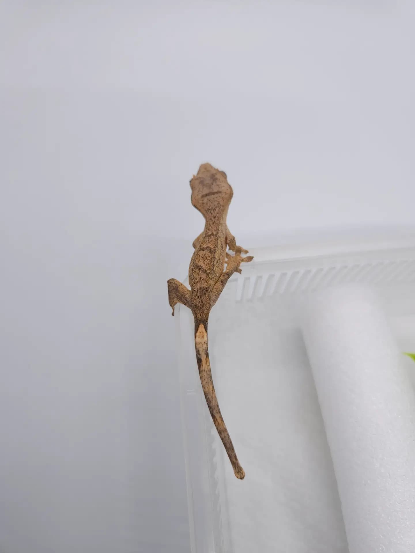 상품 이미지 2
