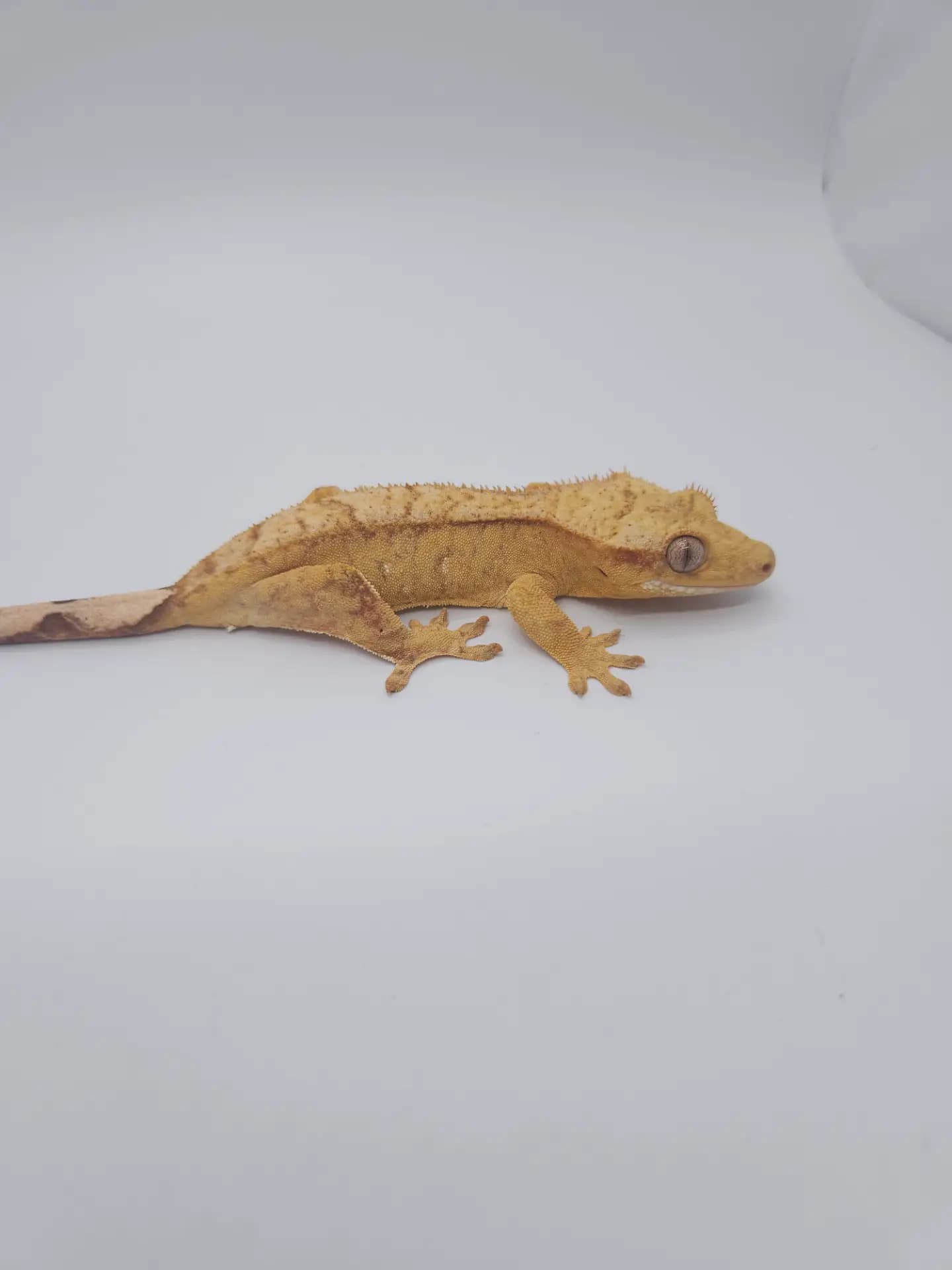 상품 이미지 1