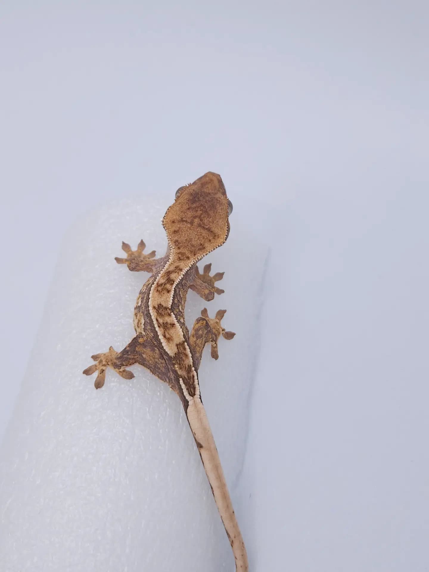상품 이미지 2