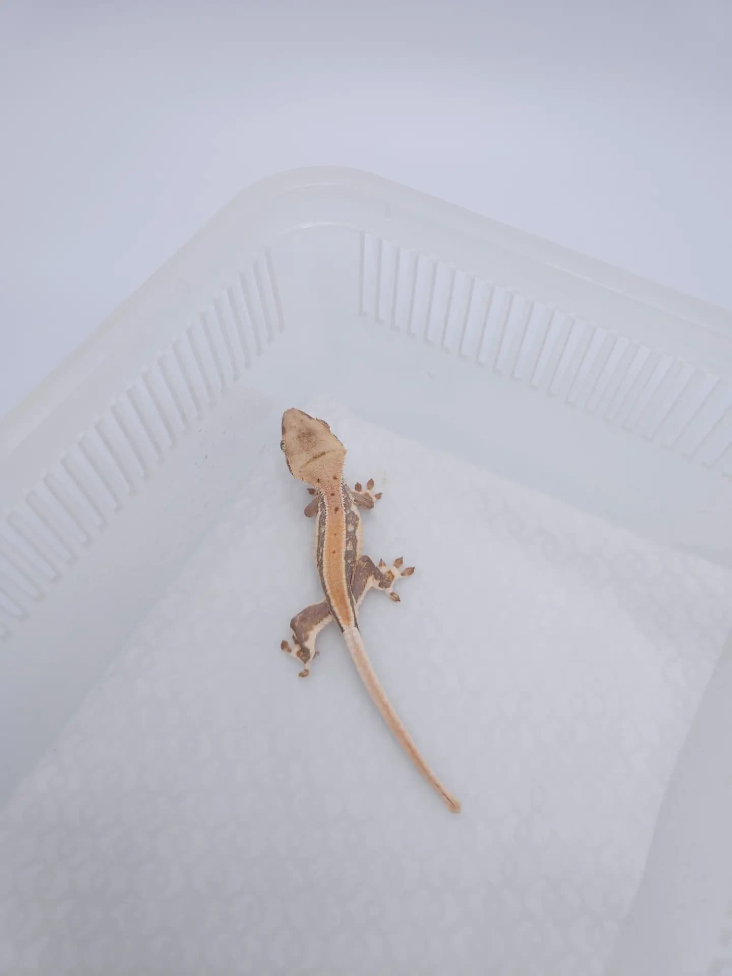 상품 이미지 2