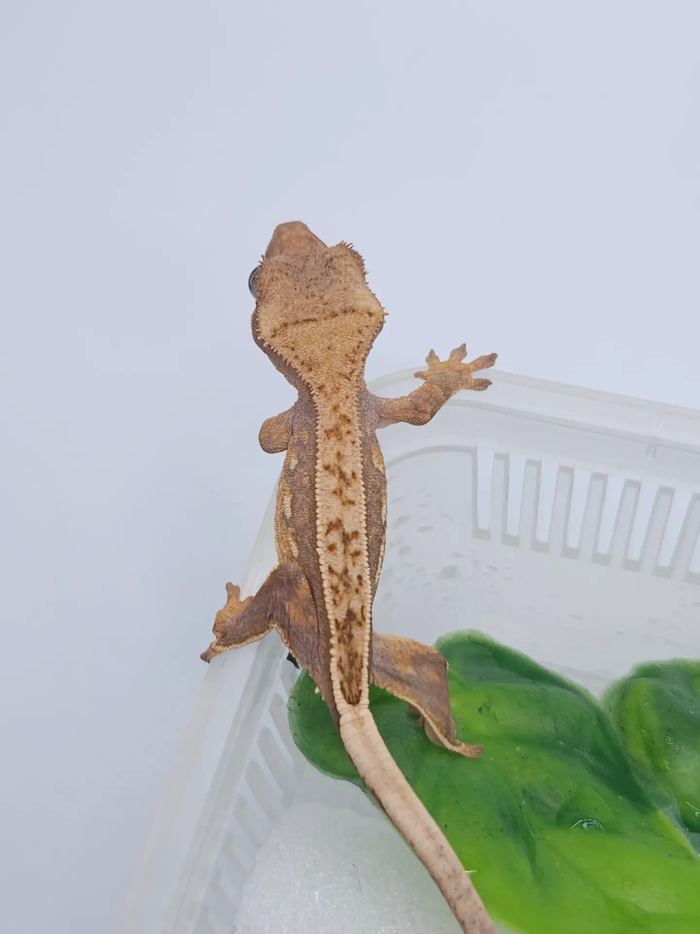 상품 이미지 2