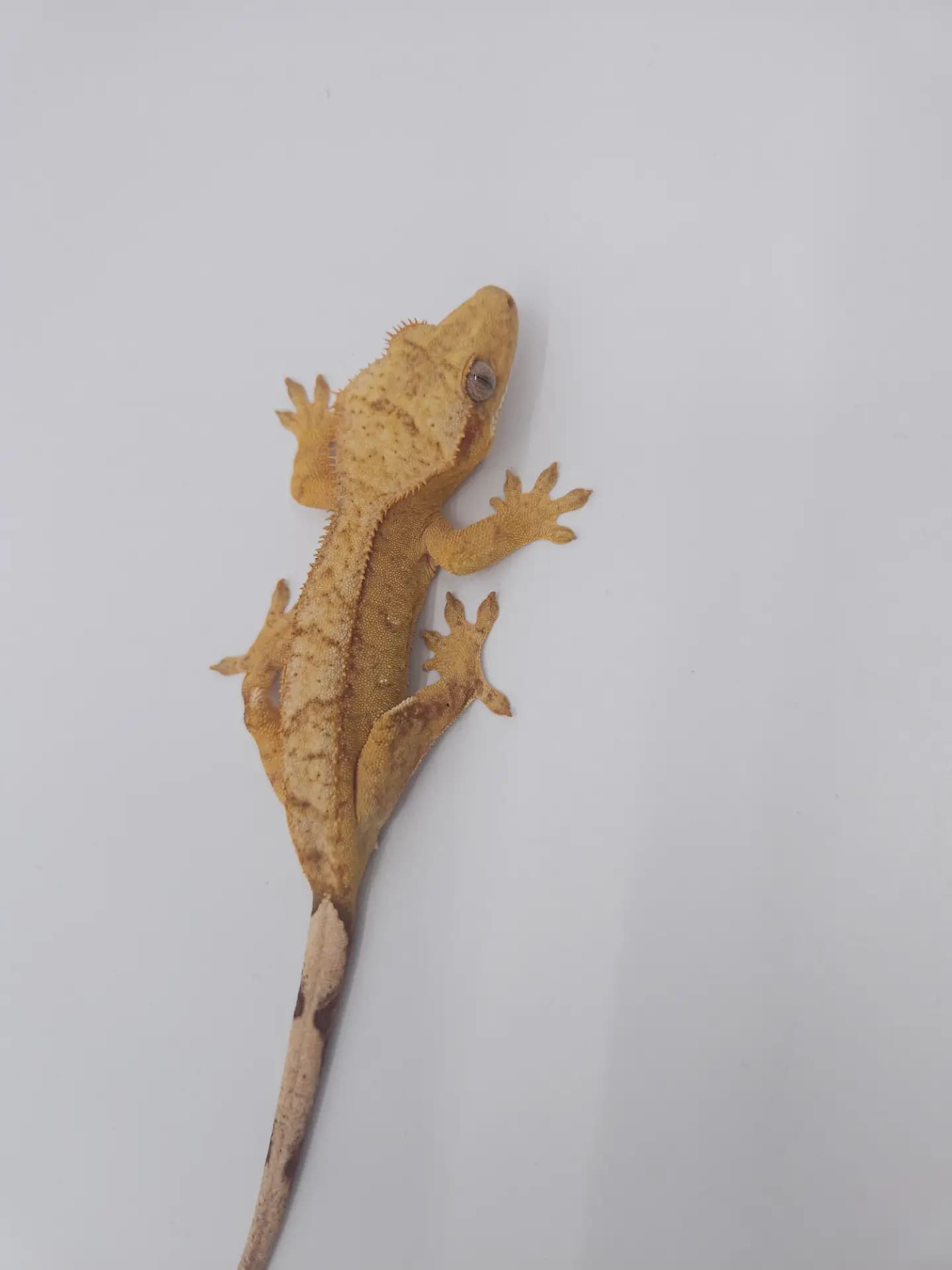 상품 이미지 2