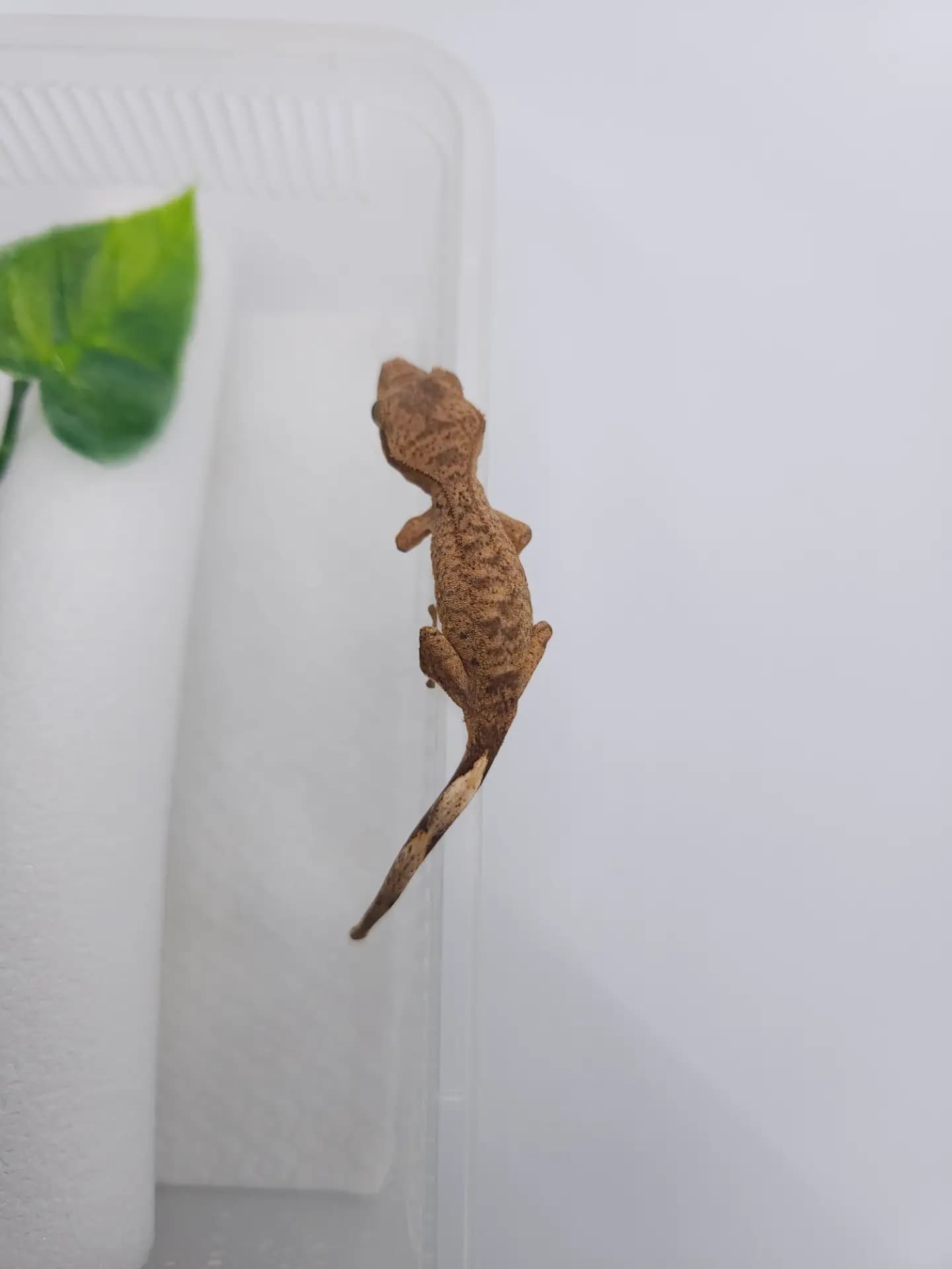 상품 이미지 3