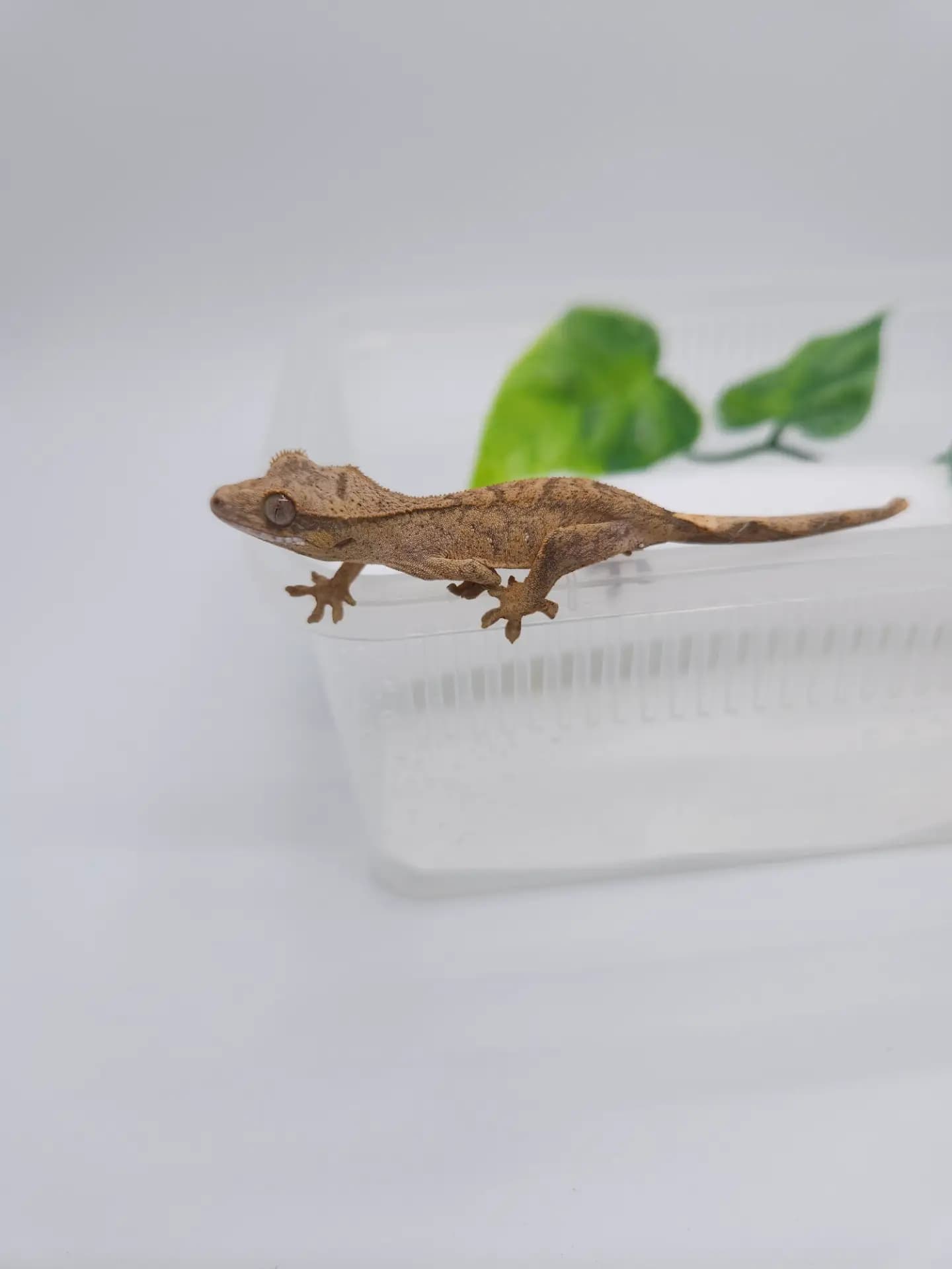 상품 이미지 1