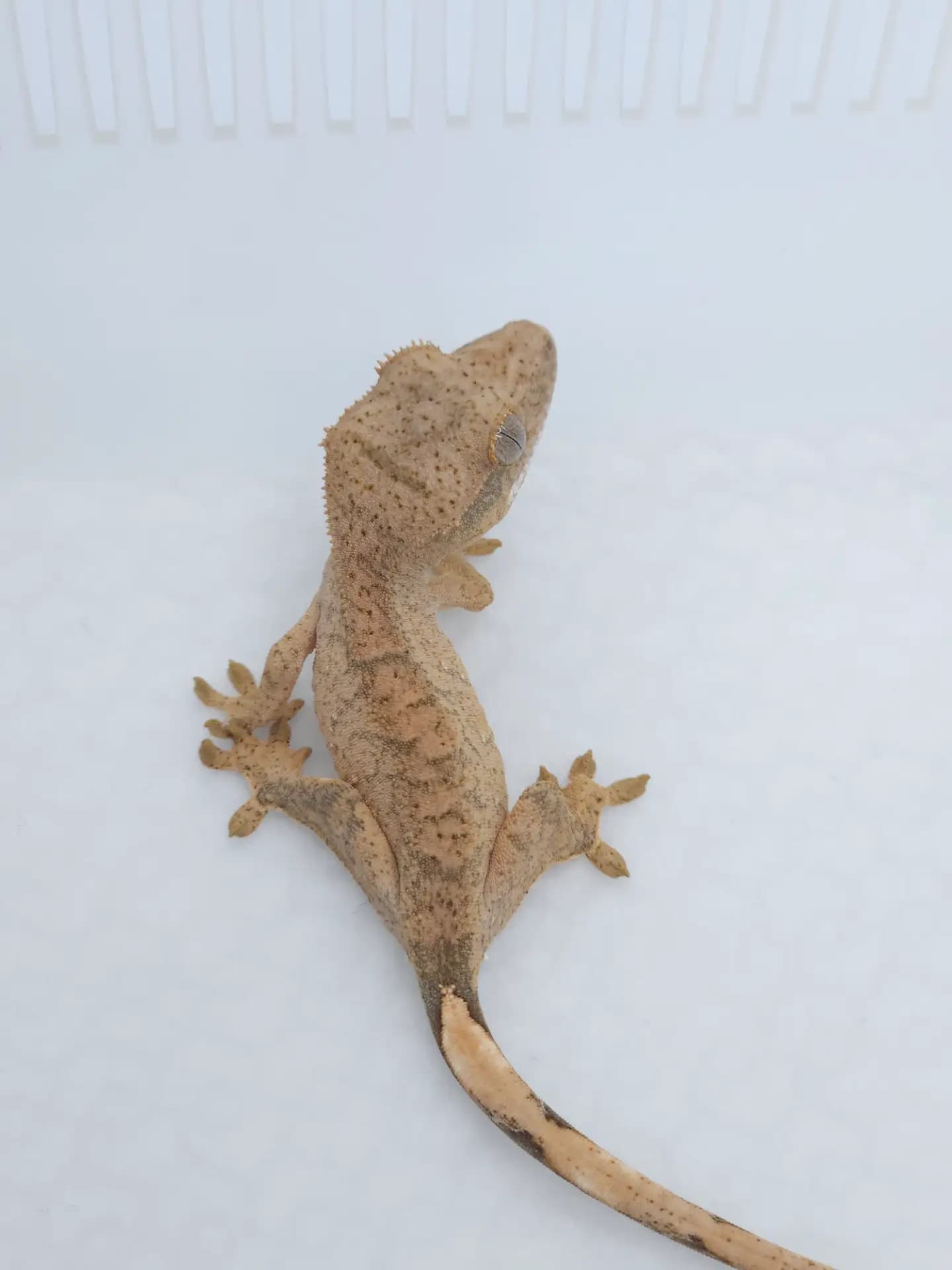 상품 이미지 2