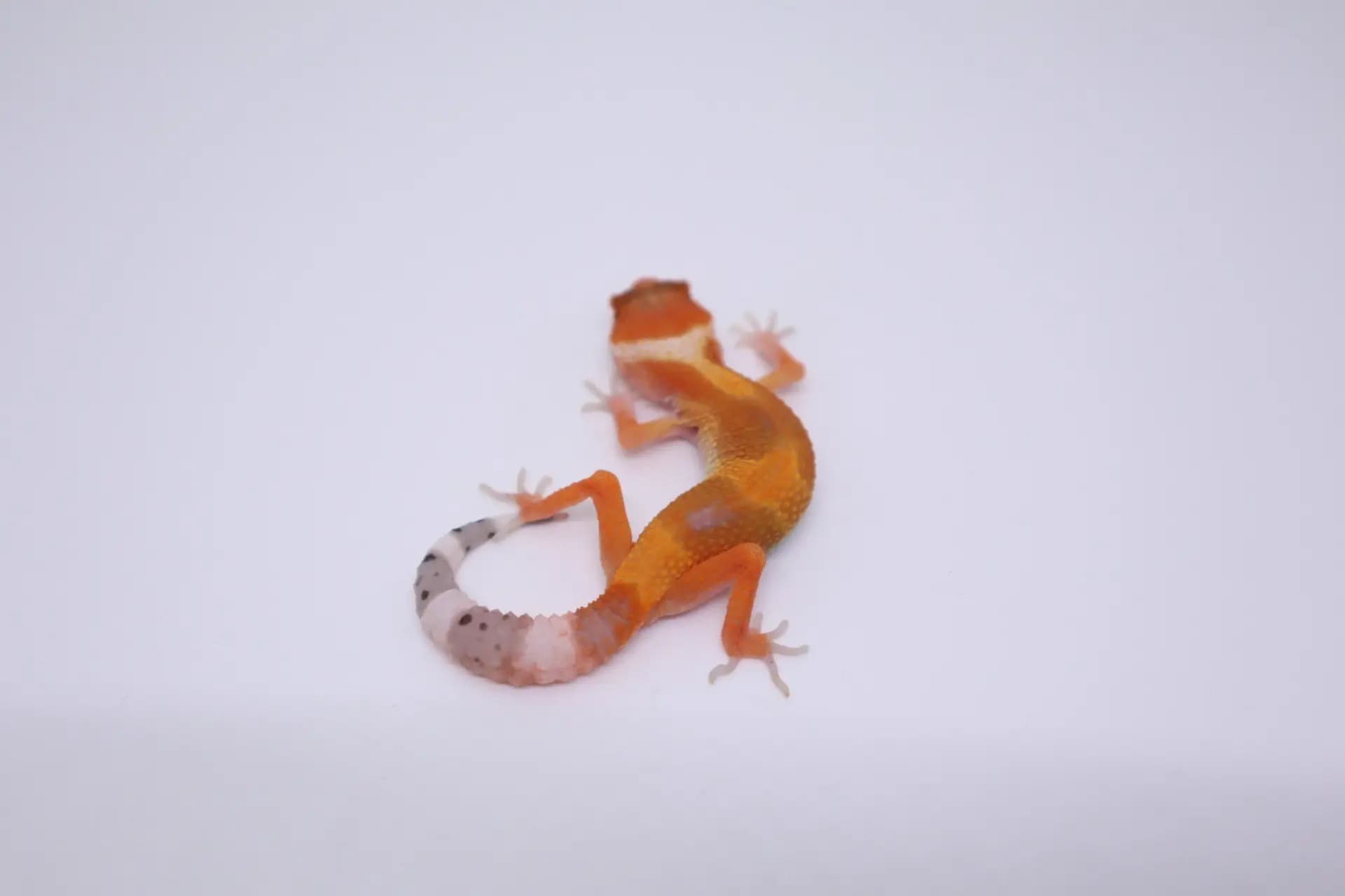 상품 이미지 1