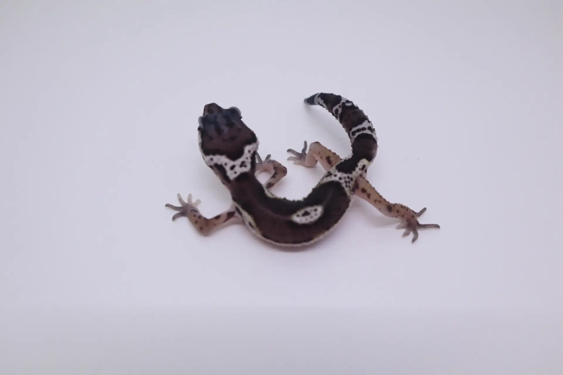 상품 이미지 2