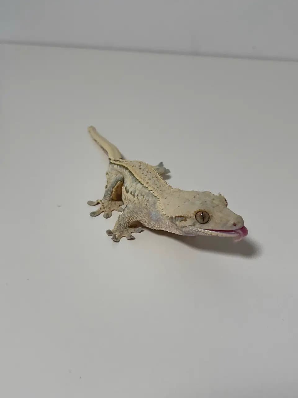 상품 이미지 1