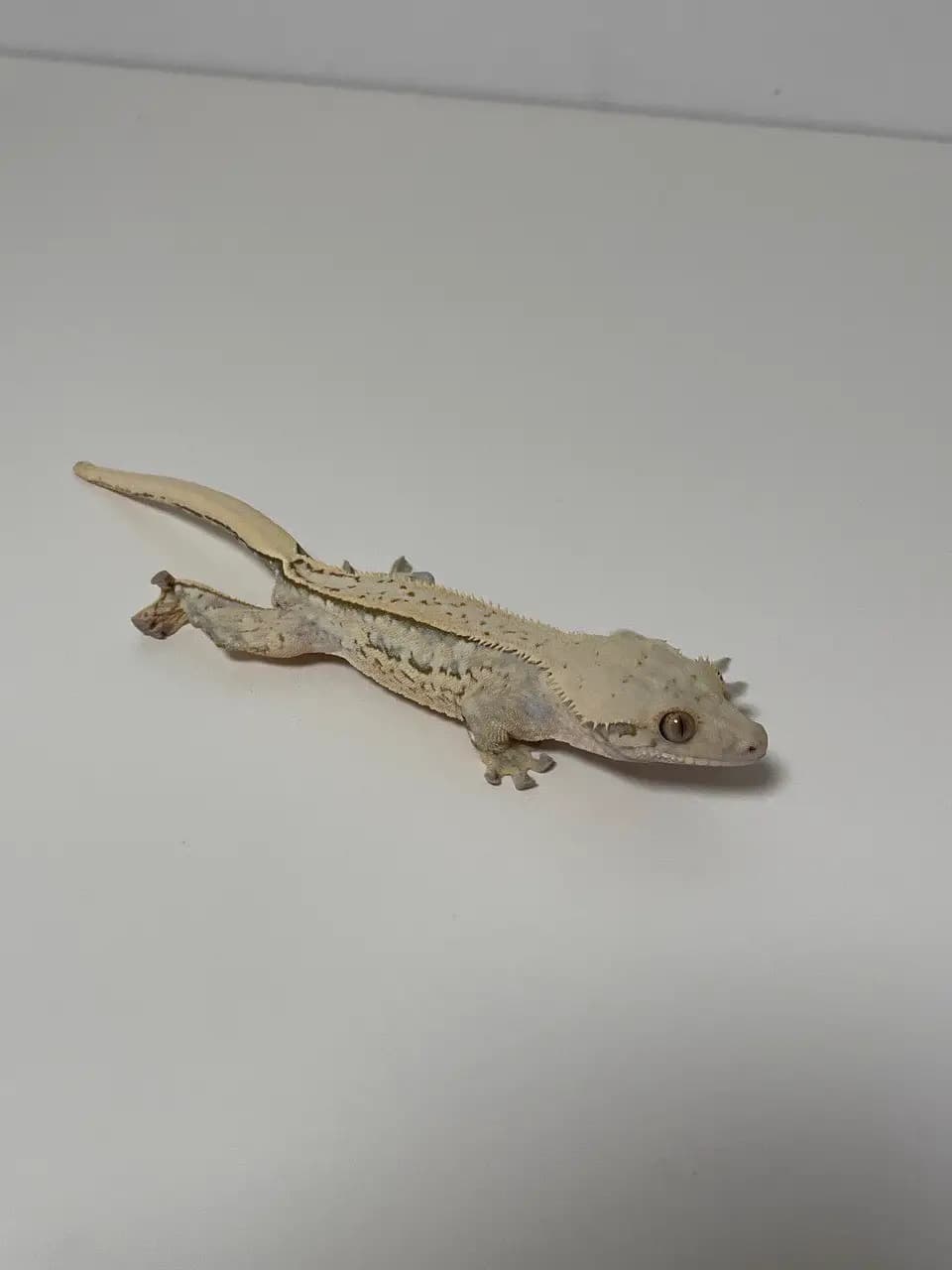 상품 이미지 2