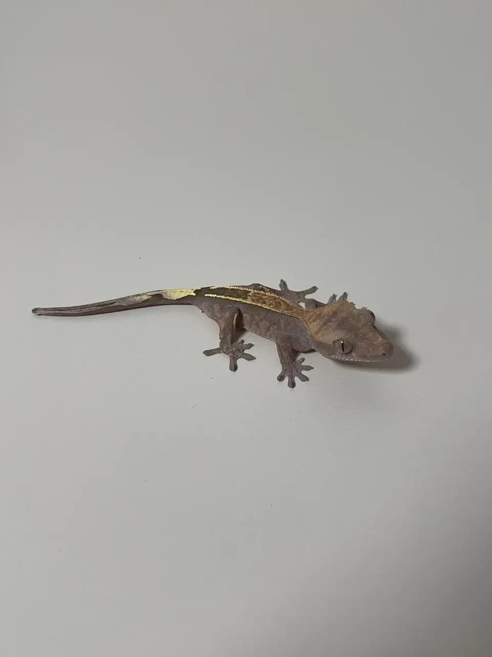 상품 이미지 2