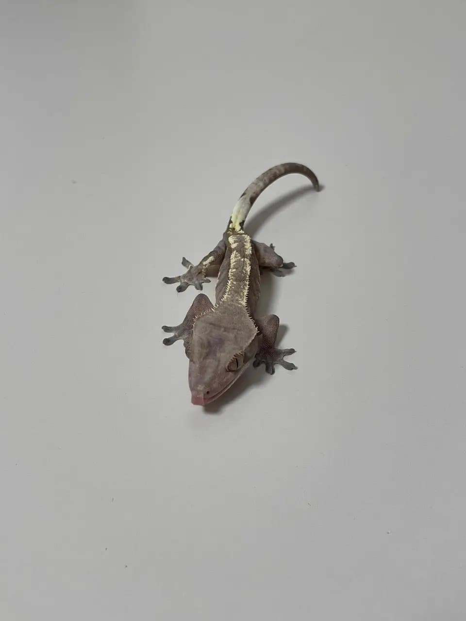 상품 이미지 1