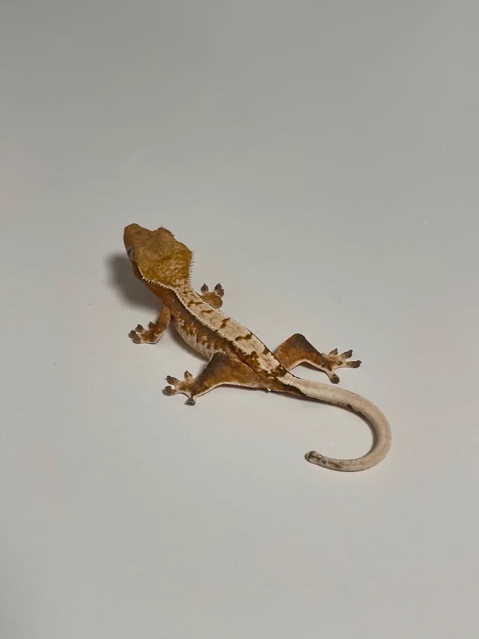 상품 이미지 1