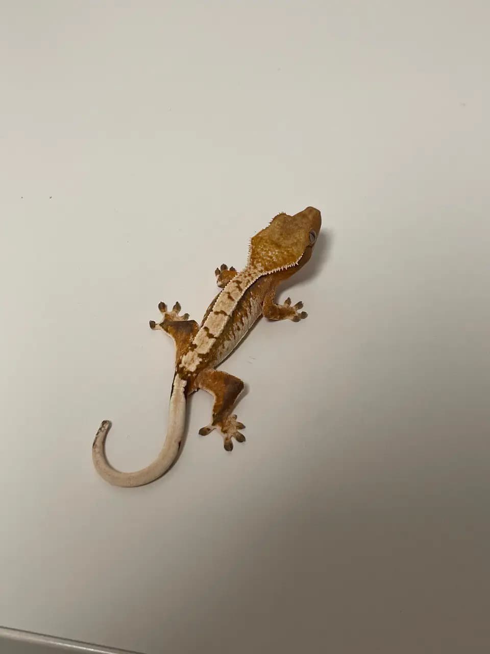 상품 이미지 2
