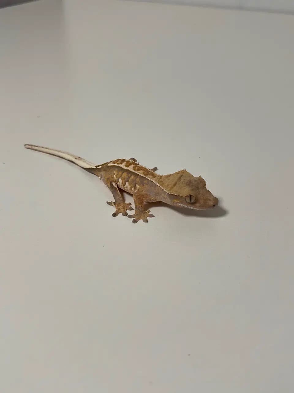 상품 이미지 2
