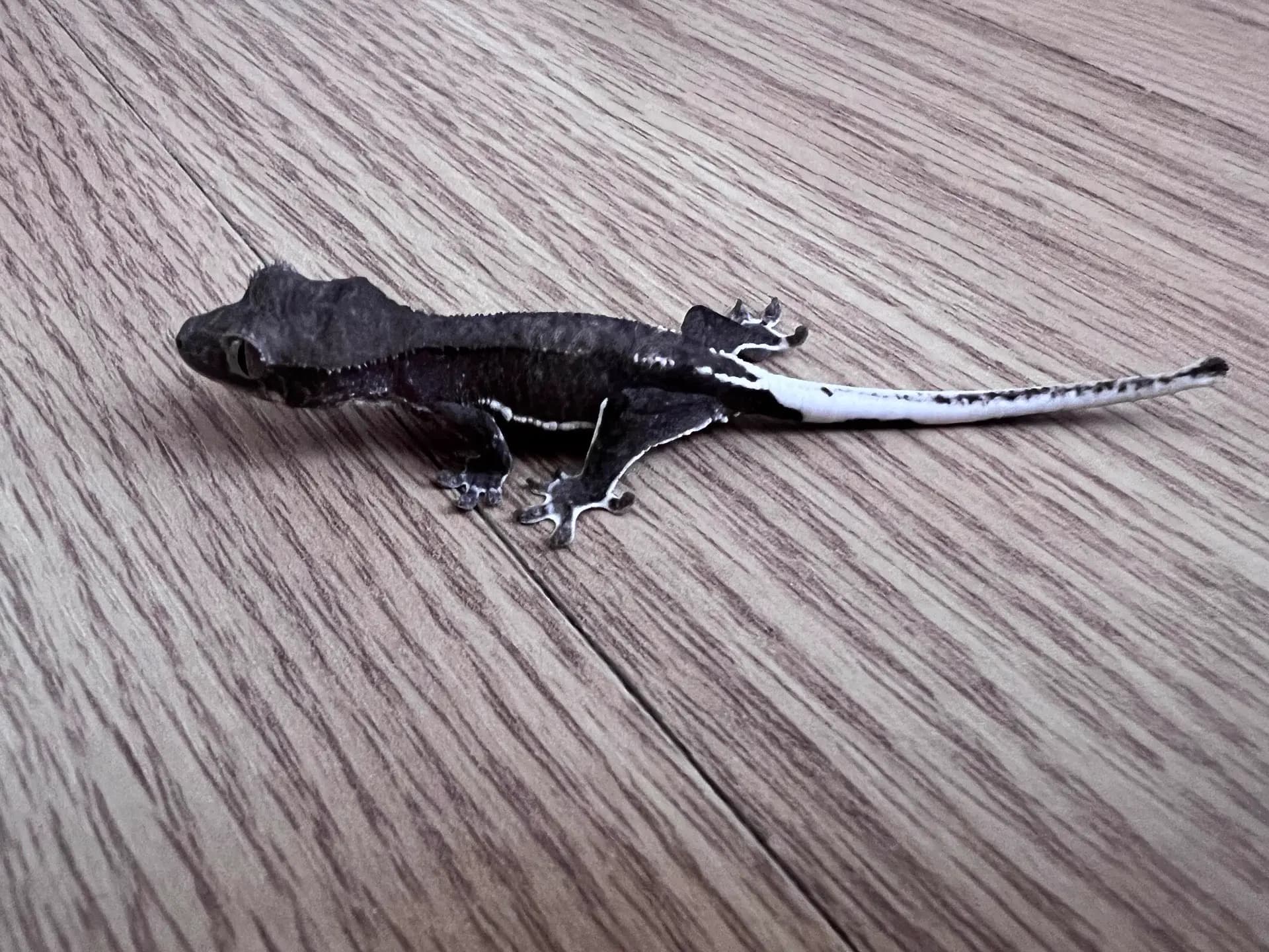 상품 이미지 1