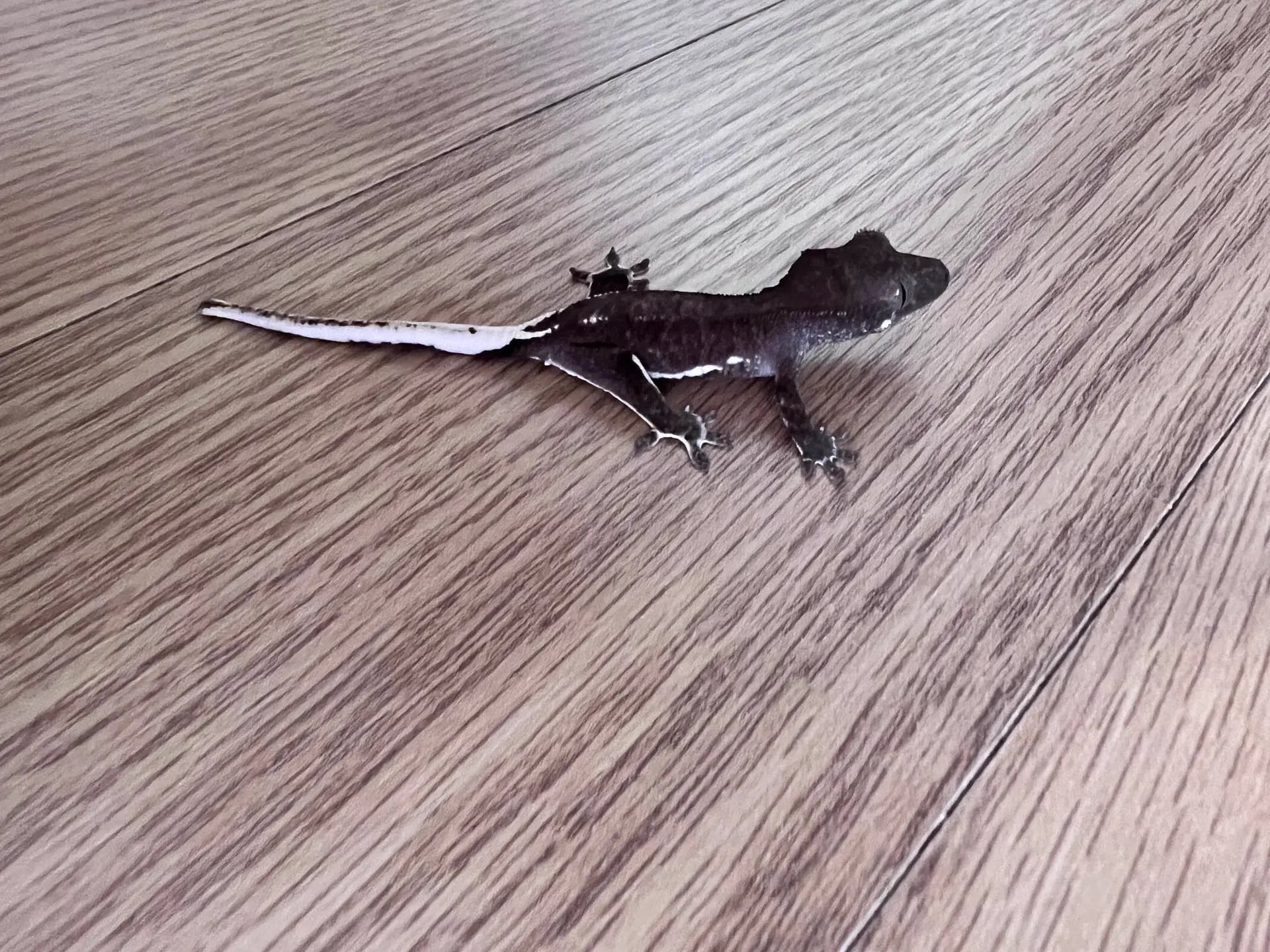 상품 이미지 2