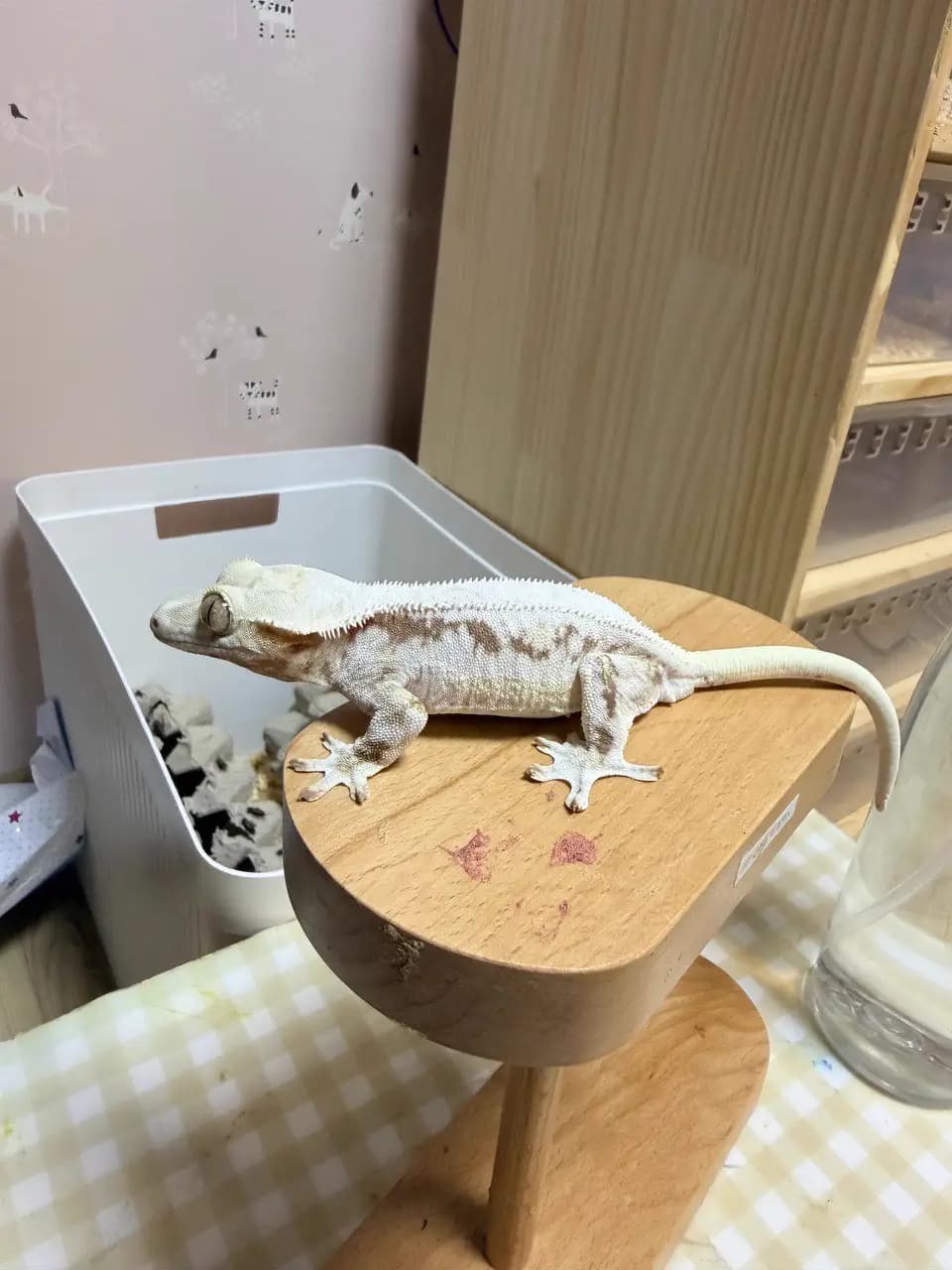 모 개체