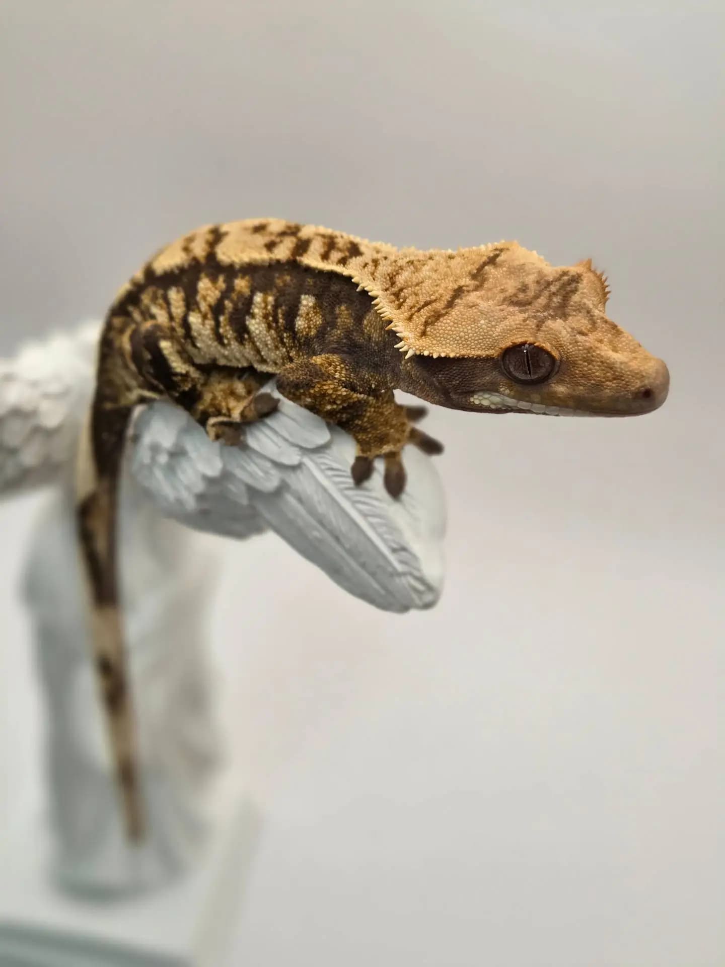상품 이미지 2