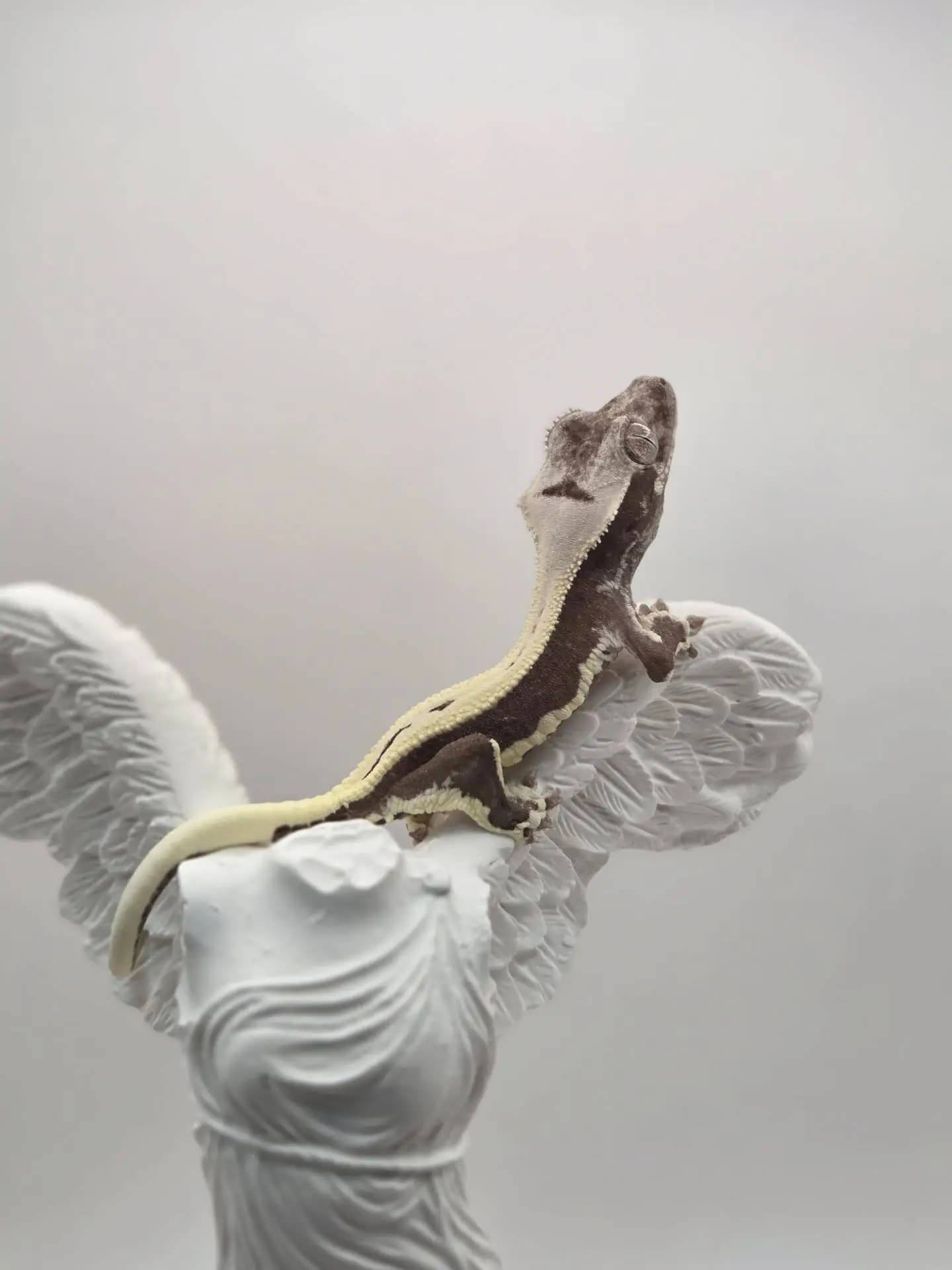 상품 이미지 1