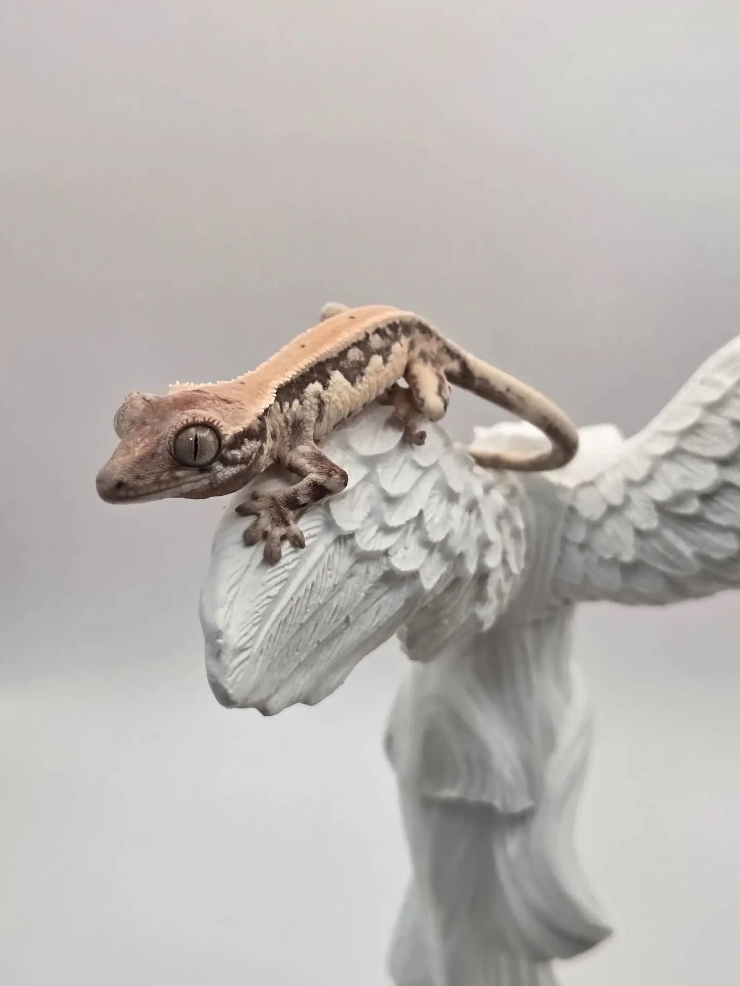 상품 이미지 2