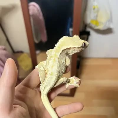 상품 이미지 7