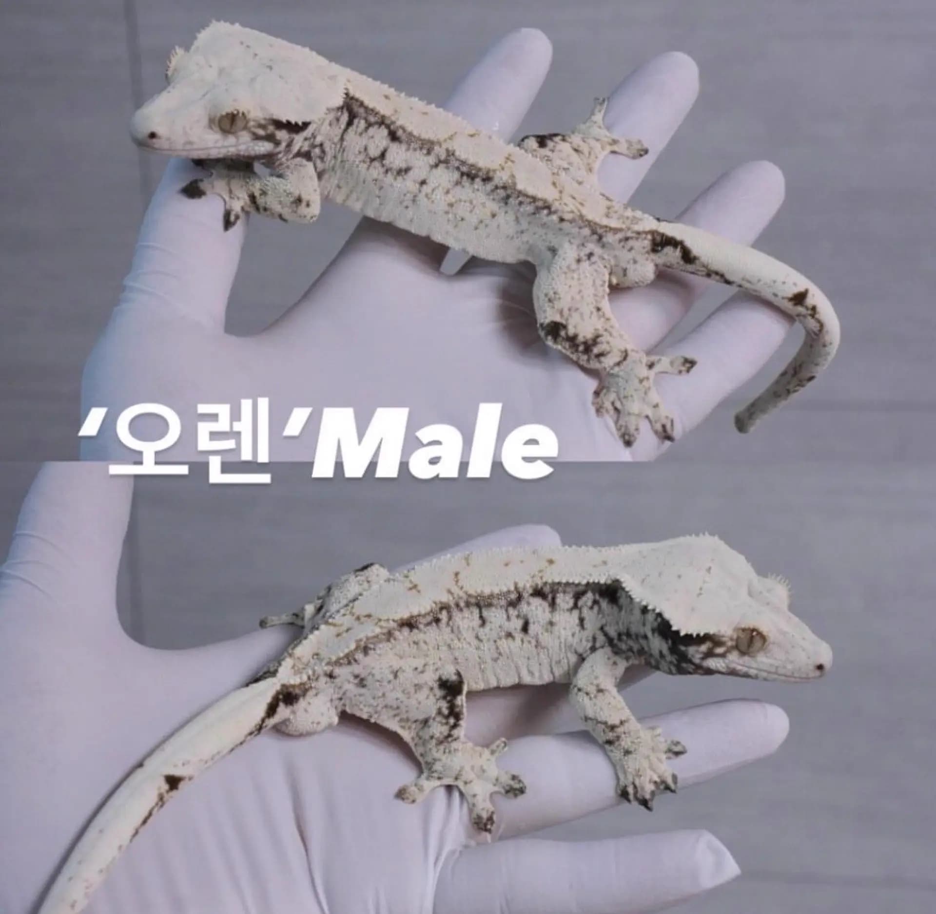 부 개체