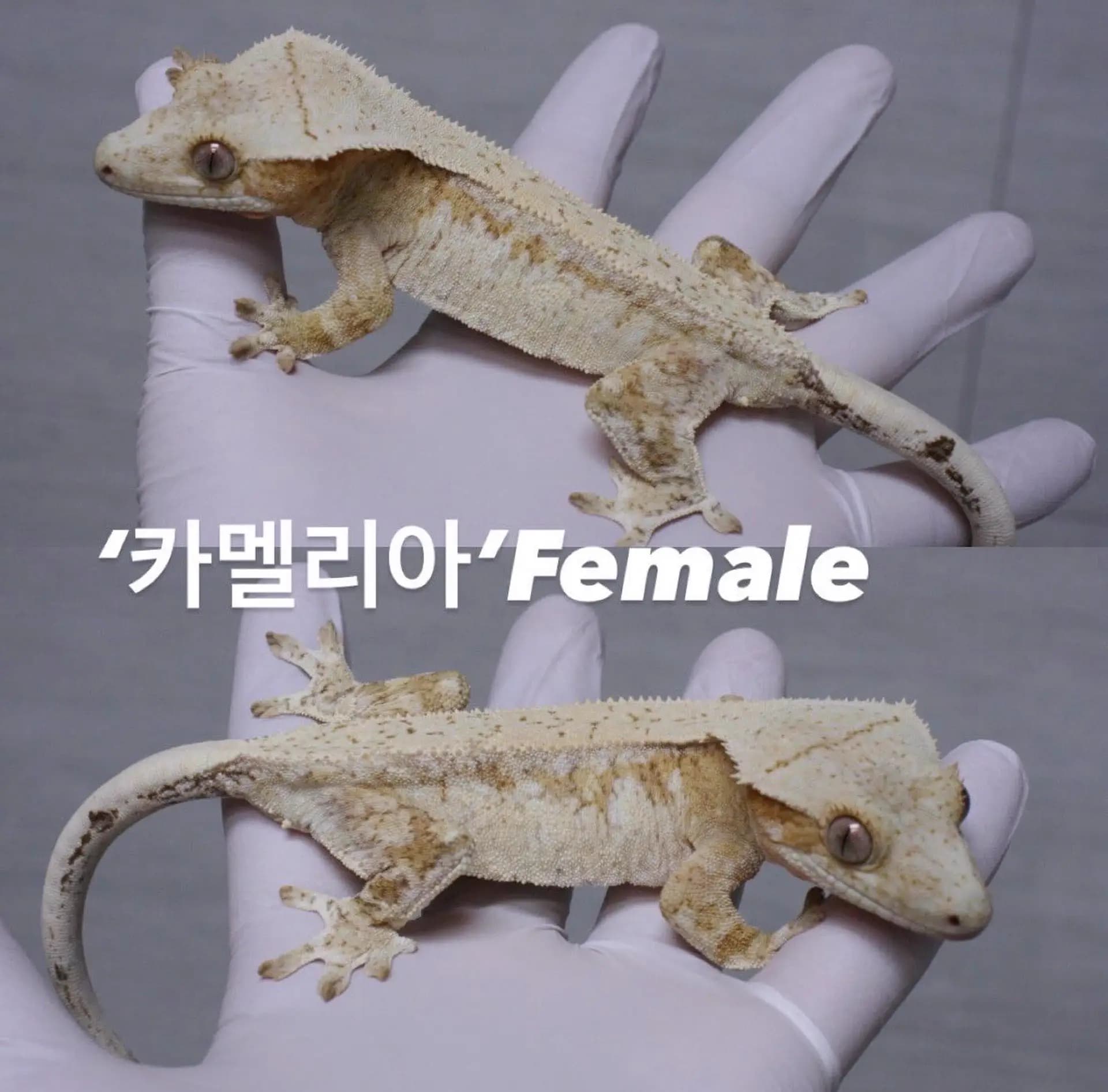 모 개체