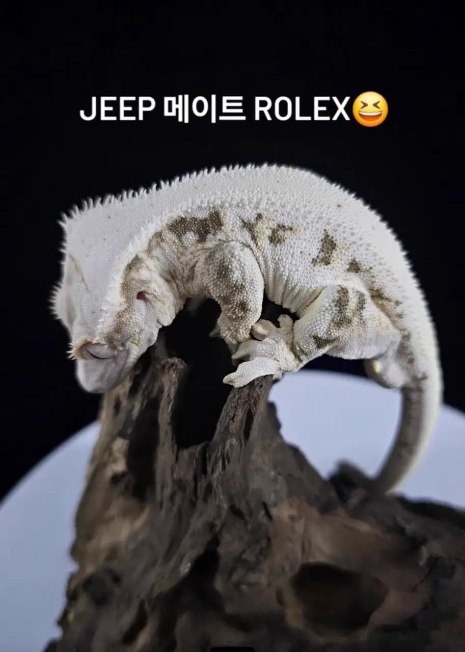 부 개체