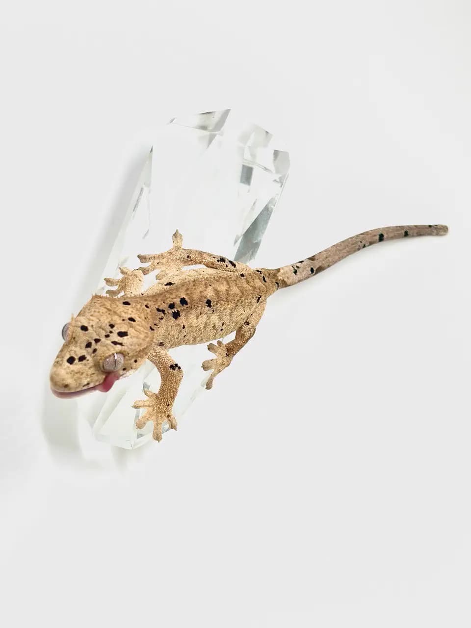 상품 이미지 2