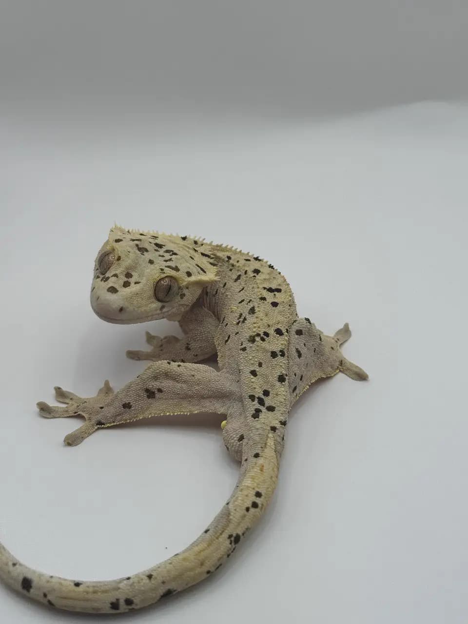 상품 이미지 1