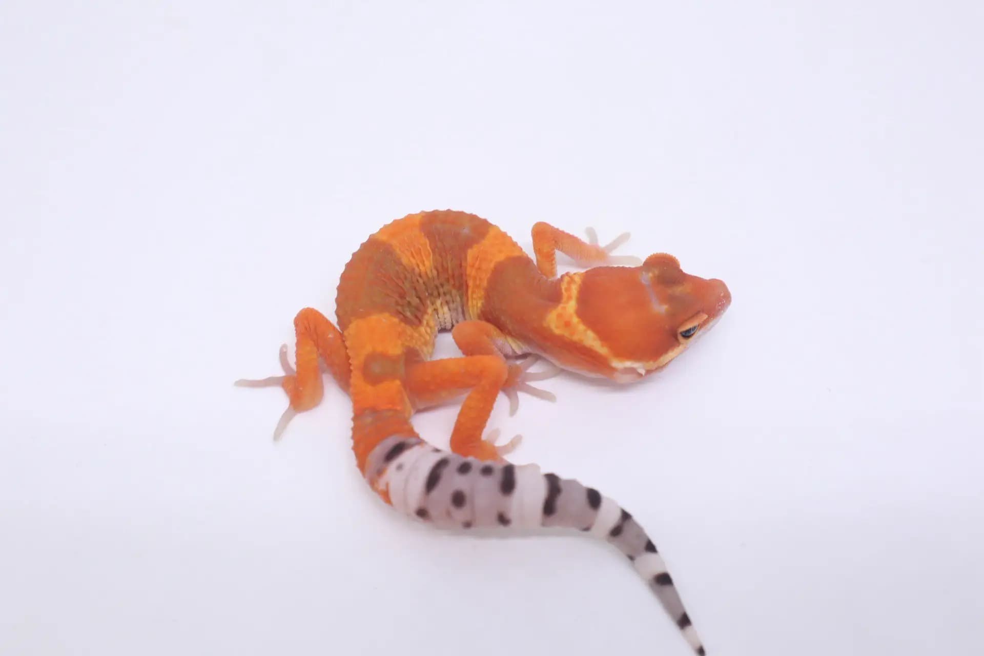 상품 이미지 1
