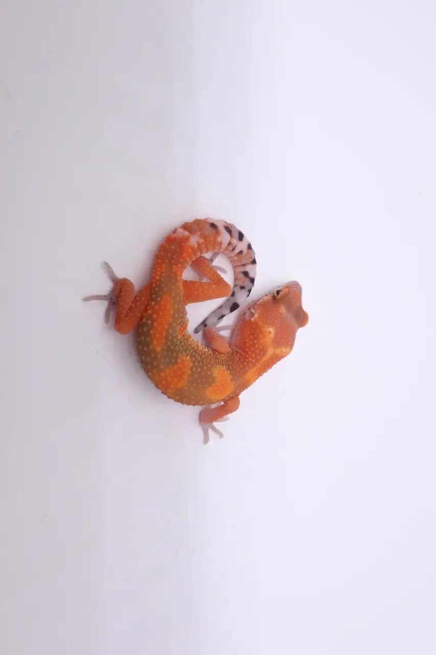 상품 이미지 1