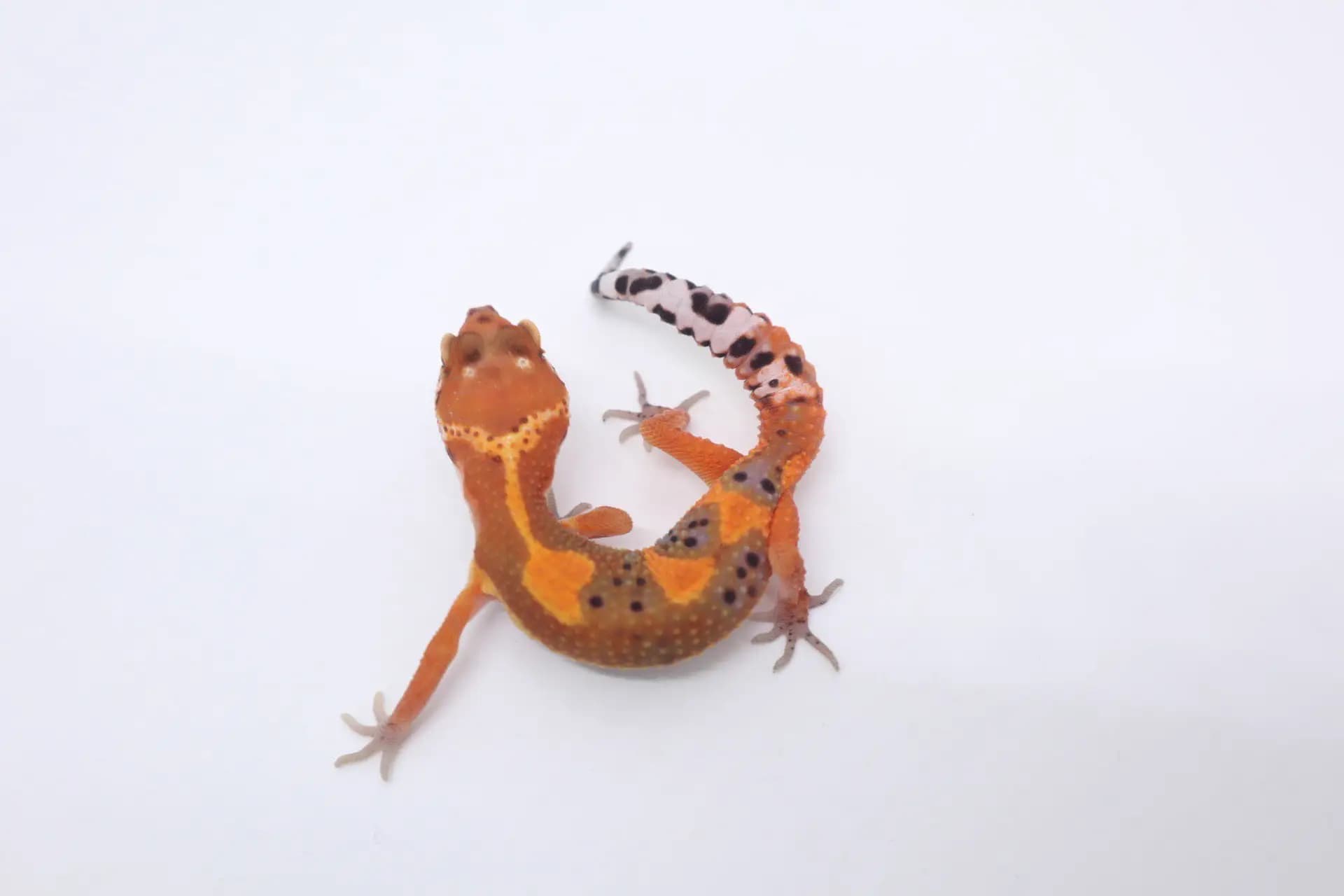 상품 이미지 1