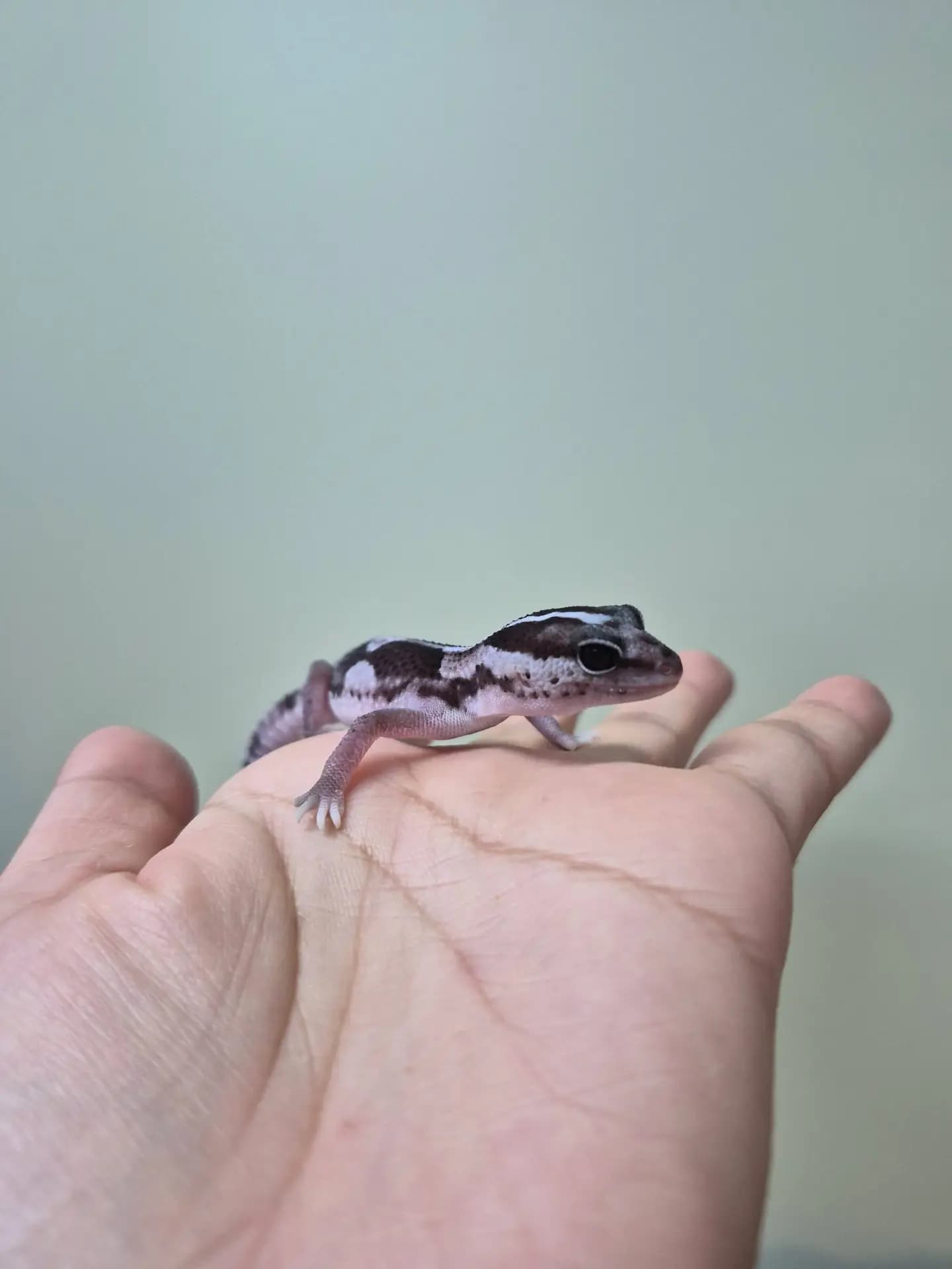 상품 이미지 2