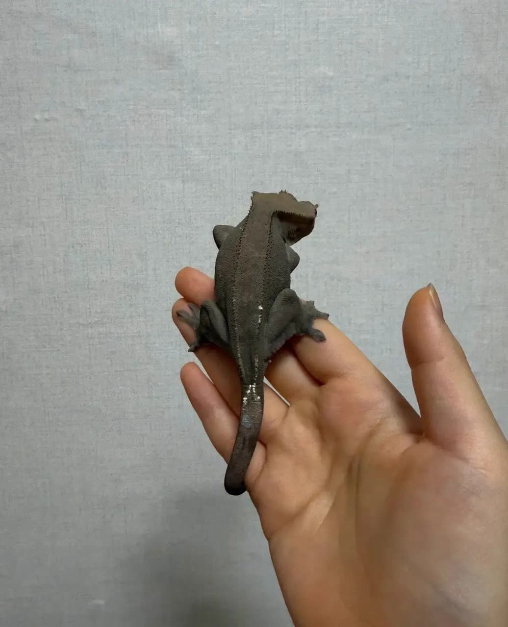 상품 이미지 1
