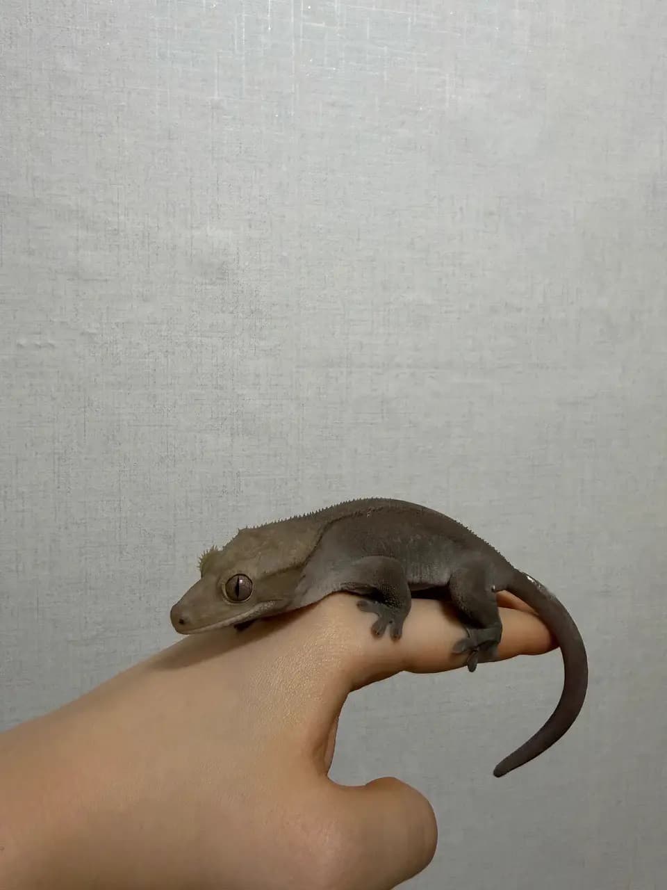 상품 이미지 2