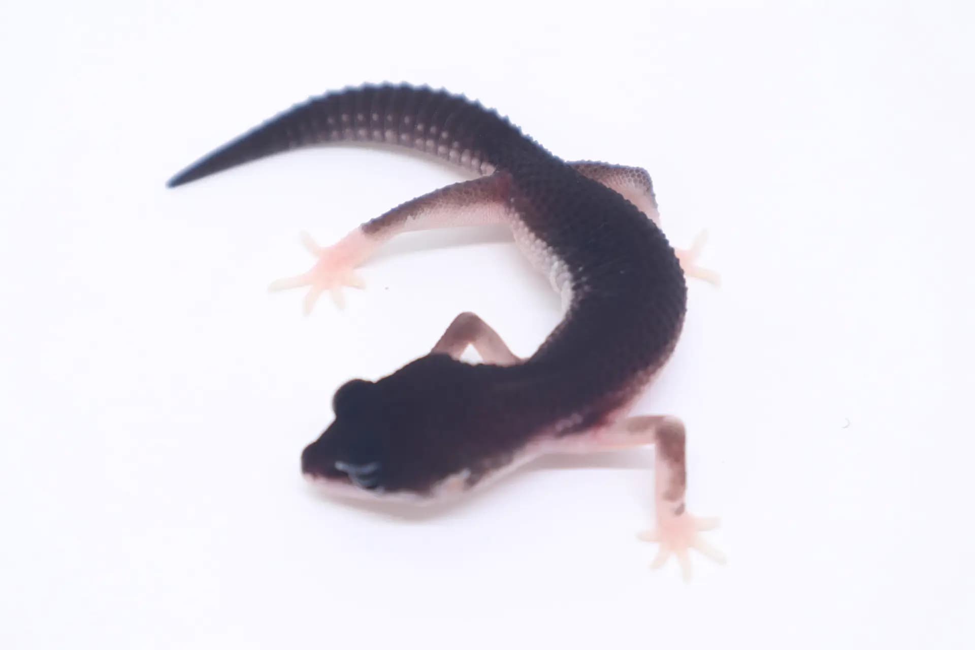 상품 이미지 1