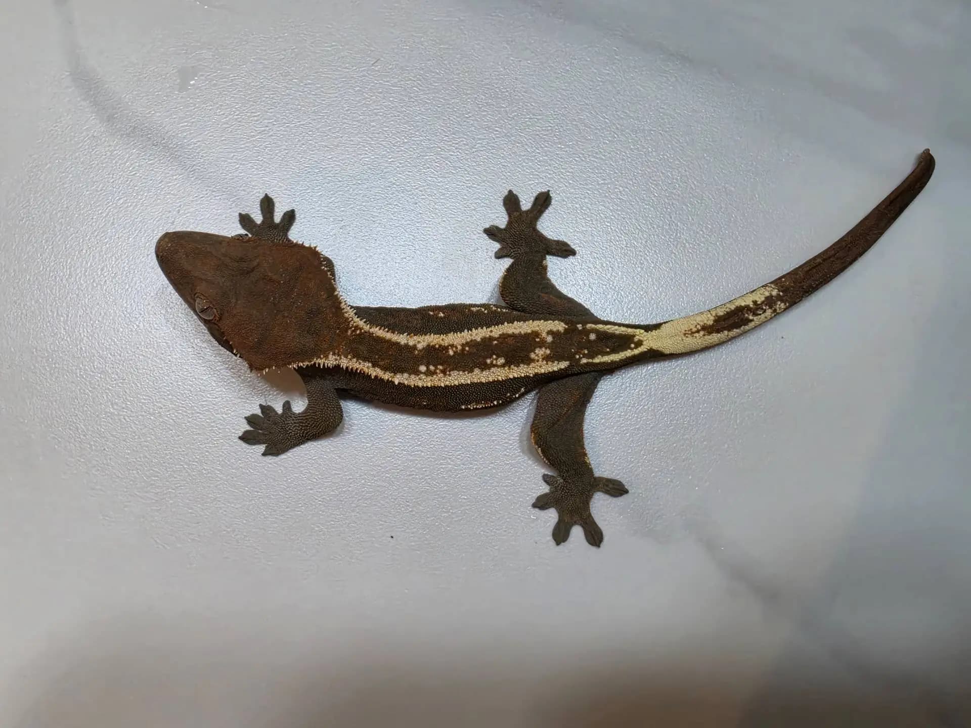 상품 이미지 2