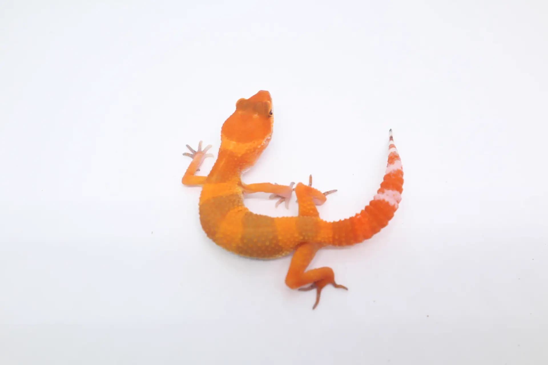 상품 이미지 1