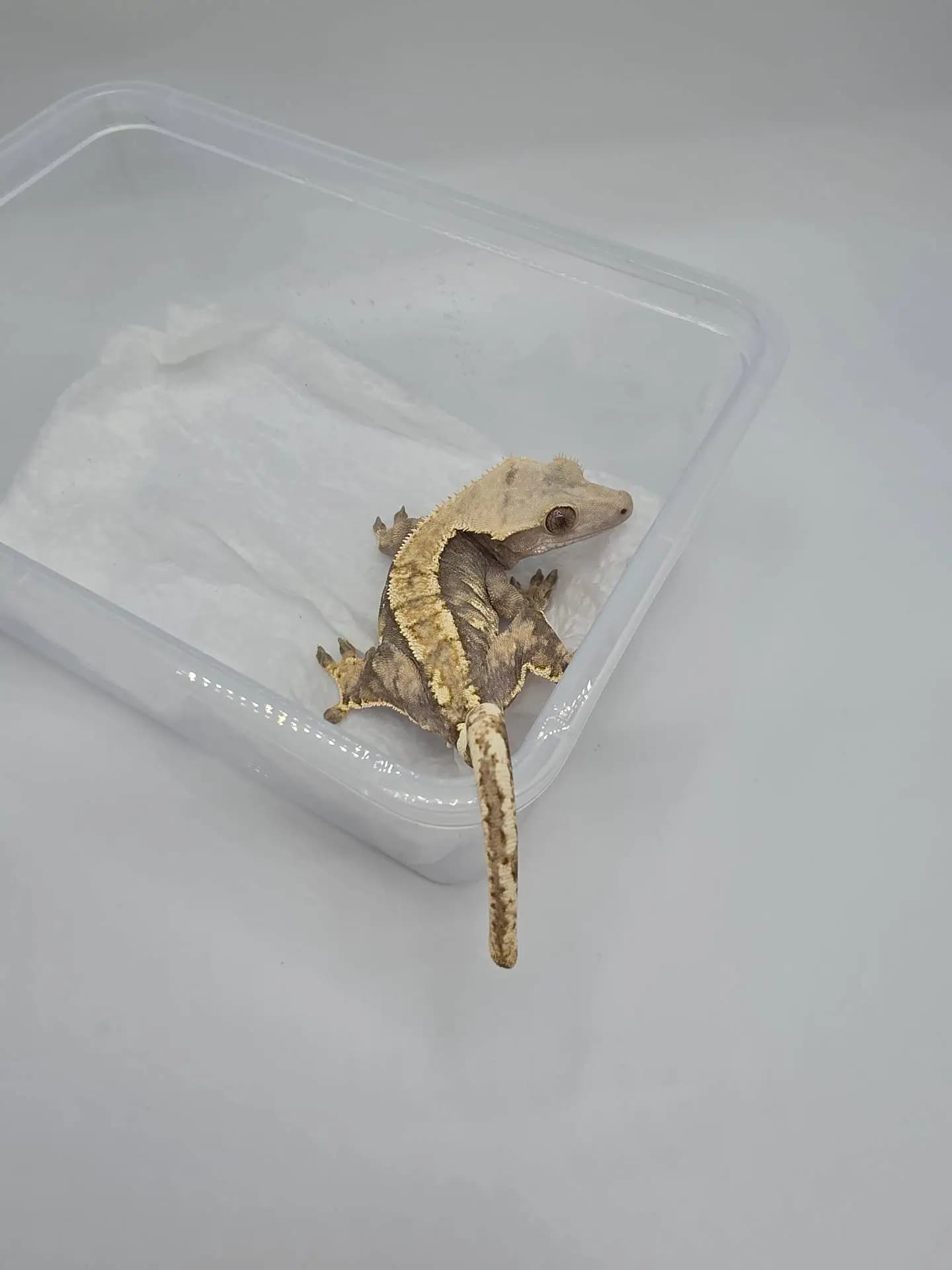 상품 이미지 2
